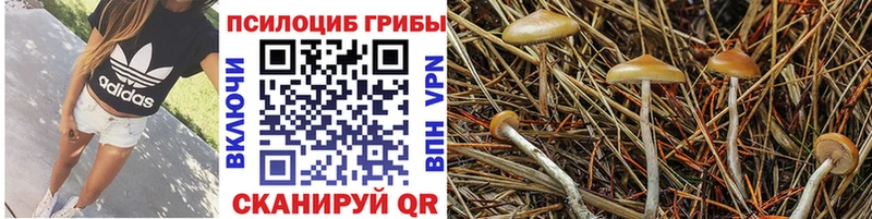 Псилоцибиновые грибы прущие грибы  продажа наркотиков  Анадырь 